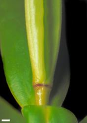 Veronica stricta var. stricta. Leaf bud with no sinus. Scale = 1 mm.
 Image: W.M. Malcolm © Te Papa CC-BY-NC 3.0 NZ